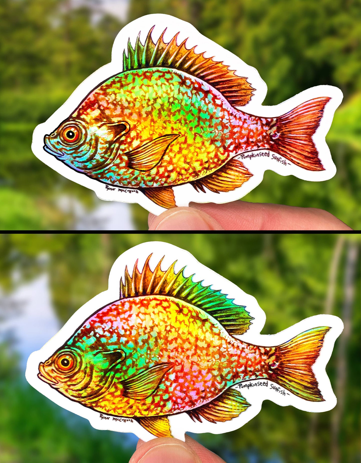 HOLOGRAPHI STICKER: Sunfish, Bluegill