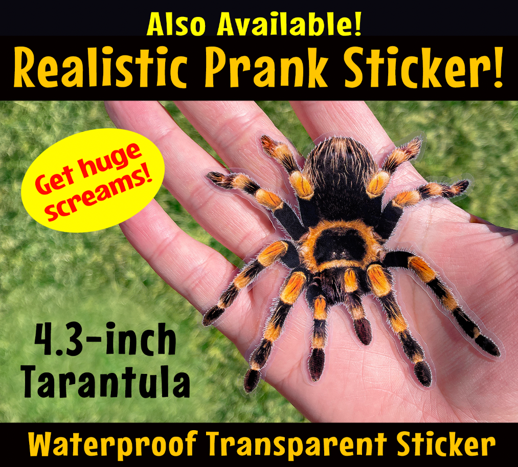 PRANK CLEAR STICKER: Spider (April Fools Practical Joke)